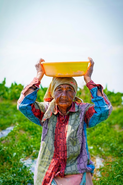 Choosing fresh red or chilli peppers in the natural garden and Asian agricultural background