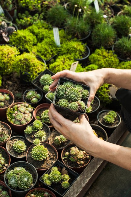 岩だらけの庭のために鉢植えの多肉植物を選ぶ