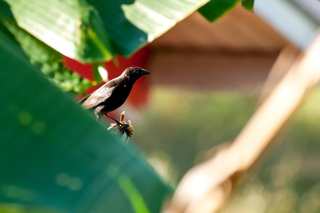 Chopi Blackbird in Brazilian nature, selective focus