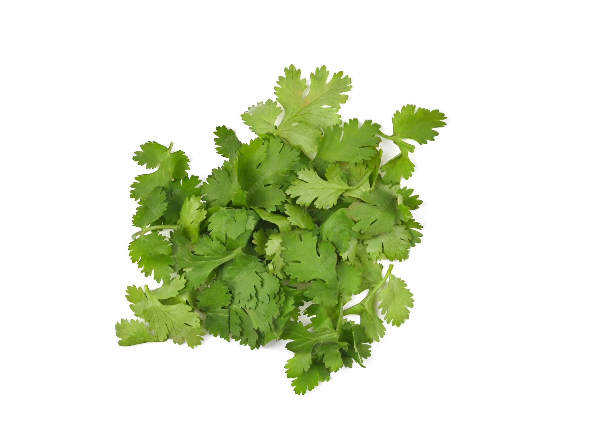 Premium Photo | Chopped parsley leaves on a white background top view