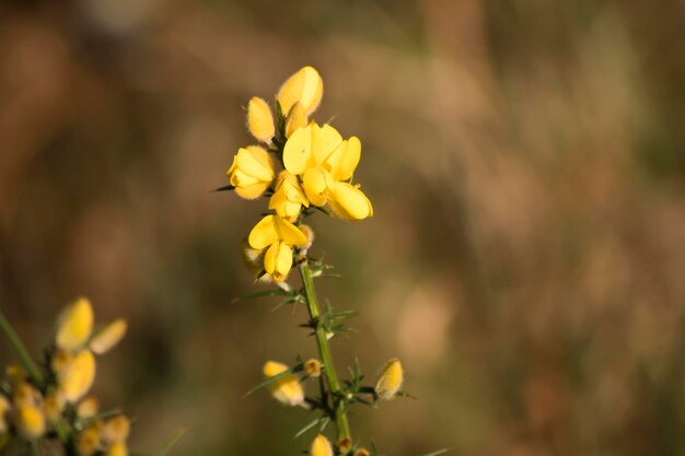 Chorima. Yellow flowers of the toxo