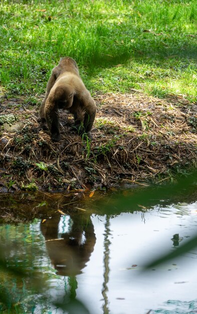 Chorongo-aap Amazonië Ecuador