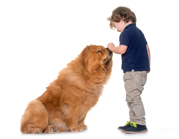 チャウチャウ犬と少年