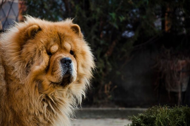 Photo chow chow dog profile