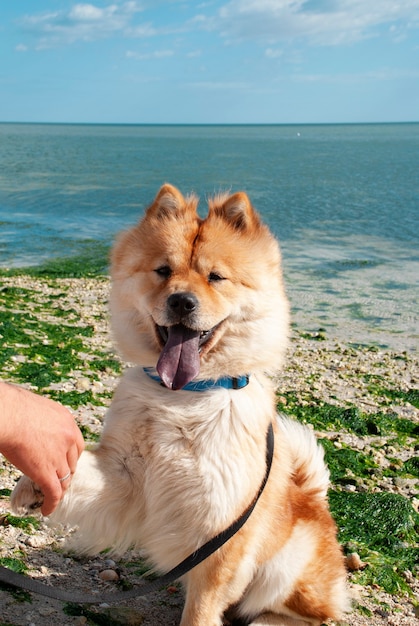 A chow-chow dog with his tongue sticking out performs the command to give a paw and looking at camera.