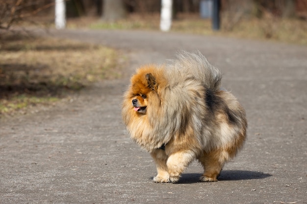 チャウチャウ犬