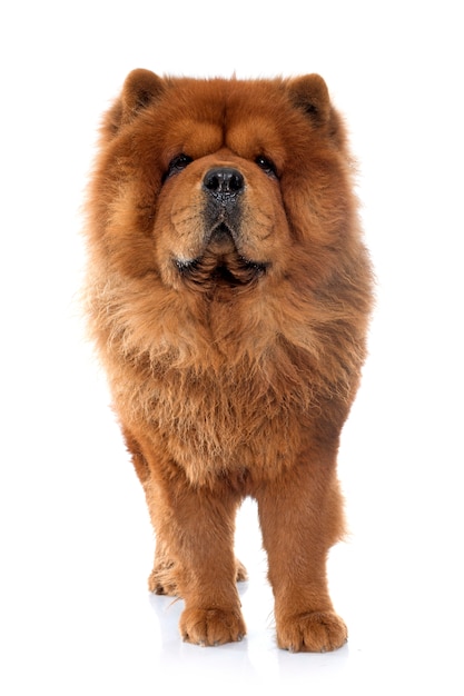 chow chow dog