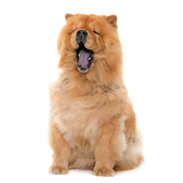 Chow chow geeuwen