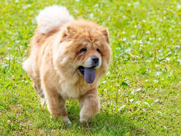 Chow chow hond op een wandeling in het park