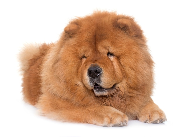 chow chow hond