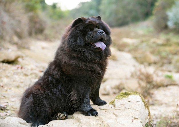 Chow-chow in de natuur