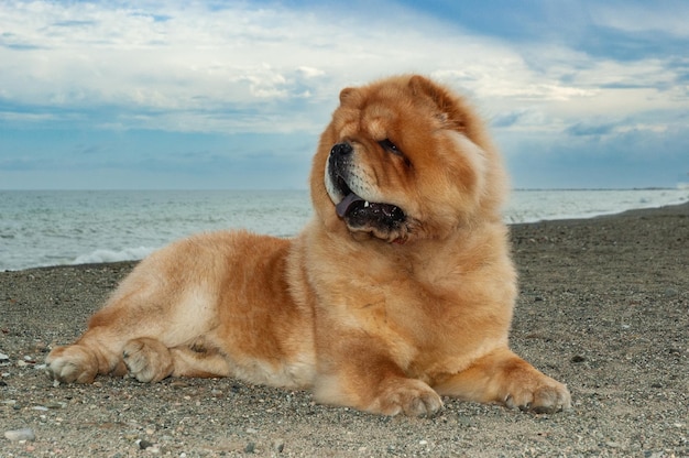 チャウチャウ純血種の犬の茶色の色