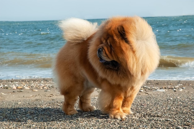 チャウチャウ純血種の犬の茶色の色