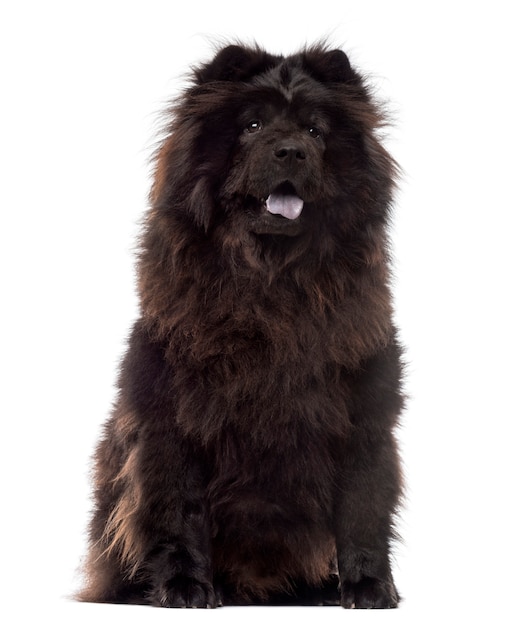 Chow Chow sitting, panting, isolated on white