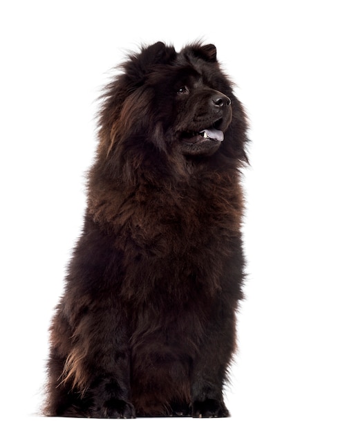 Chow Chow sitting, panting, isolated on white