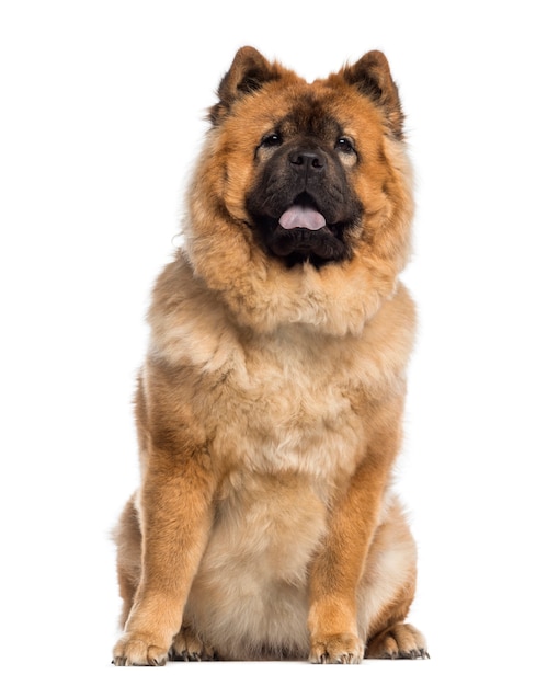 Chow Chow vergadering geïsoleerd op wit