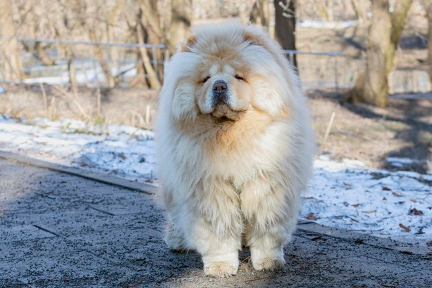 Photo chowchow dog for a walk in the park