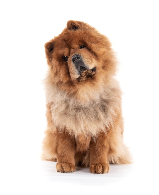 Photo chowchow sitting