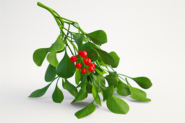 christmas 3 mistletoe leaves with red berry HD 8K wallpaper Stock Photographic Image