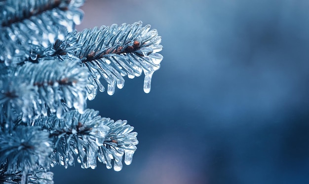 Christmas background Blue pine branches in frozen dew drops