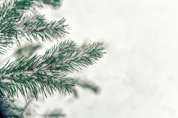 Christmas background. branches of a christmas tree among white\
vines with copy space