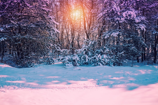 Christmas background Winter forest covered with snow at pink sunset Pine forest in winter