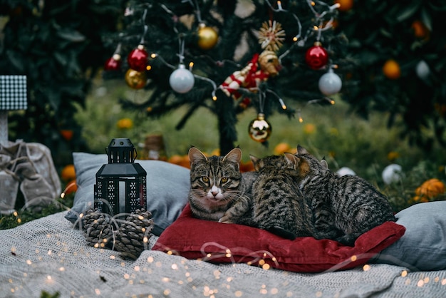 居心地の良いキャンドル オレンジと猫とクリスマスの背景