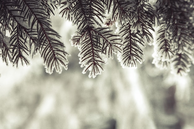 Christmas background with fir tree branch