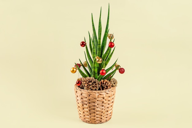 Christmas background with the house plant sansevieria is decorated like a Christmas tree