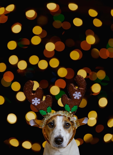 Christmas background with jack russell dog in party hat