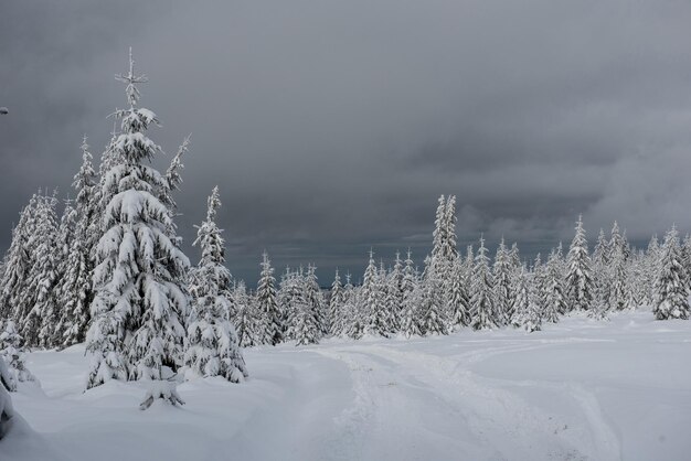 Christmas background with snowy fir trees amazing winter landscape