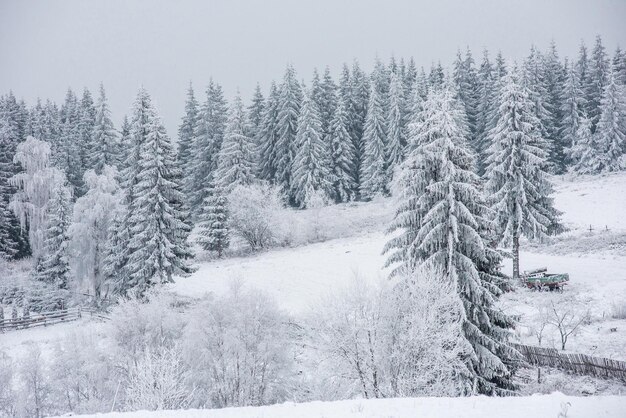 Christmas background with snowy fir trees Amazing winter landscape