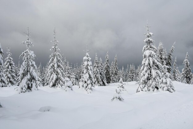 Christmas background with snowy fir trees