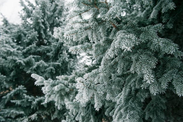 Christmas background with snowy fir trees