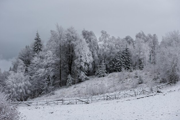 Christmas background with snowy trees