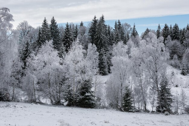 クリスマスの背景は雪の木