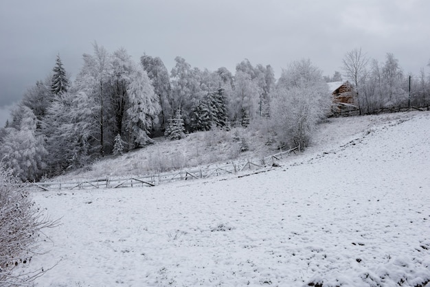 クリスマスの背景は雪の木