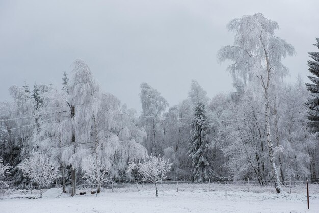 Christmas background with snowy trees