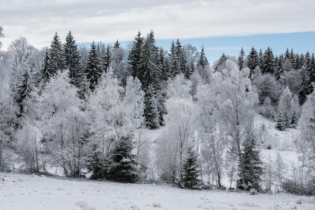 Christmas background with snowy trees