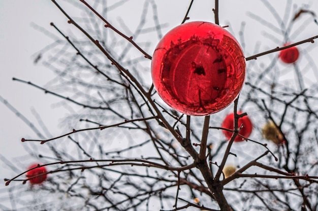 Christmas ball hanging on the branches of a tree