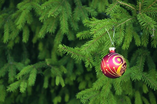 Christmas ball hanging on fir tree branch