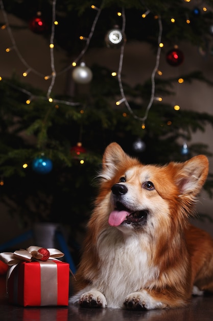 Christmas beautiful corgi fluffy dog on the background of the Christmas tree