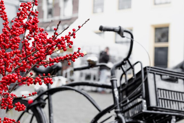 Christmas berry holly or ilex twigs and traditional Netherlands bike with box outside. Amsterdam urban winter street with Christmas decoration outdoor. European New Year holidays.