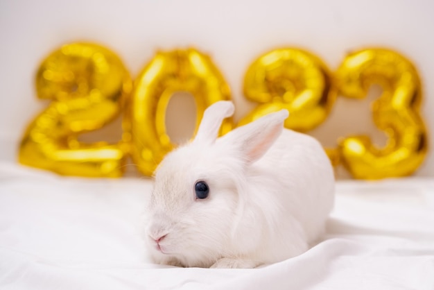 Foto coniglietto di natale 2023 coniglio con palloncini in lamina d'oro numero 2023 coniglietto divertente di capodanno con un'acconciatura divertente su uno sfondo bianco festivo di natale