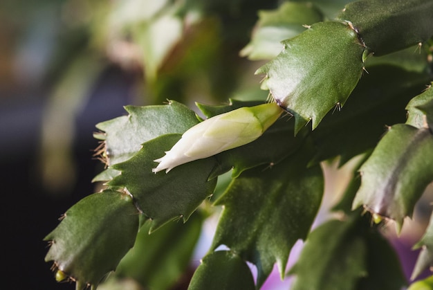 白い花のつぼみを持つクリスマス サボテンの植物 休日のサボテン品種のクローズ アップ