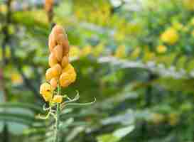 Photo christmas candleringworm bush flower