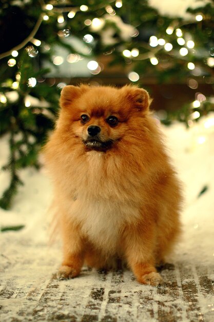 Foto cartolina di natale con un cane