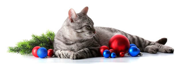 Christmas cat isolated on white