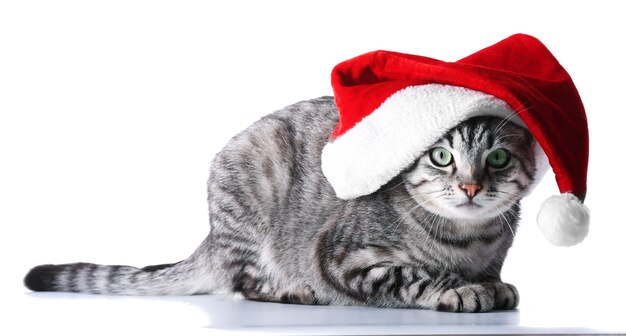 Christmas cat isolated on white