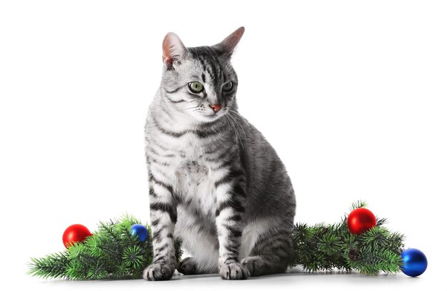 Рождественский кот, изолированные на белом фоне